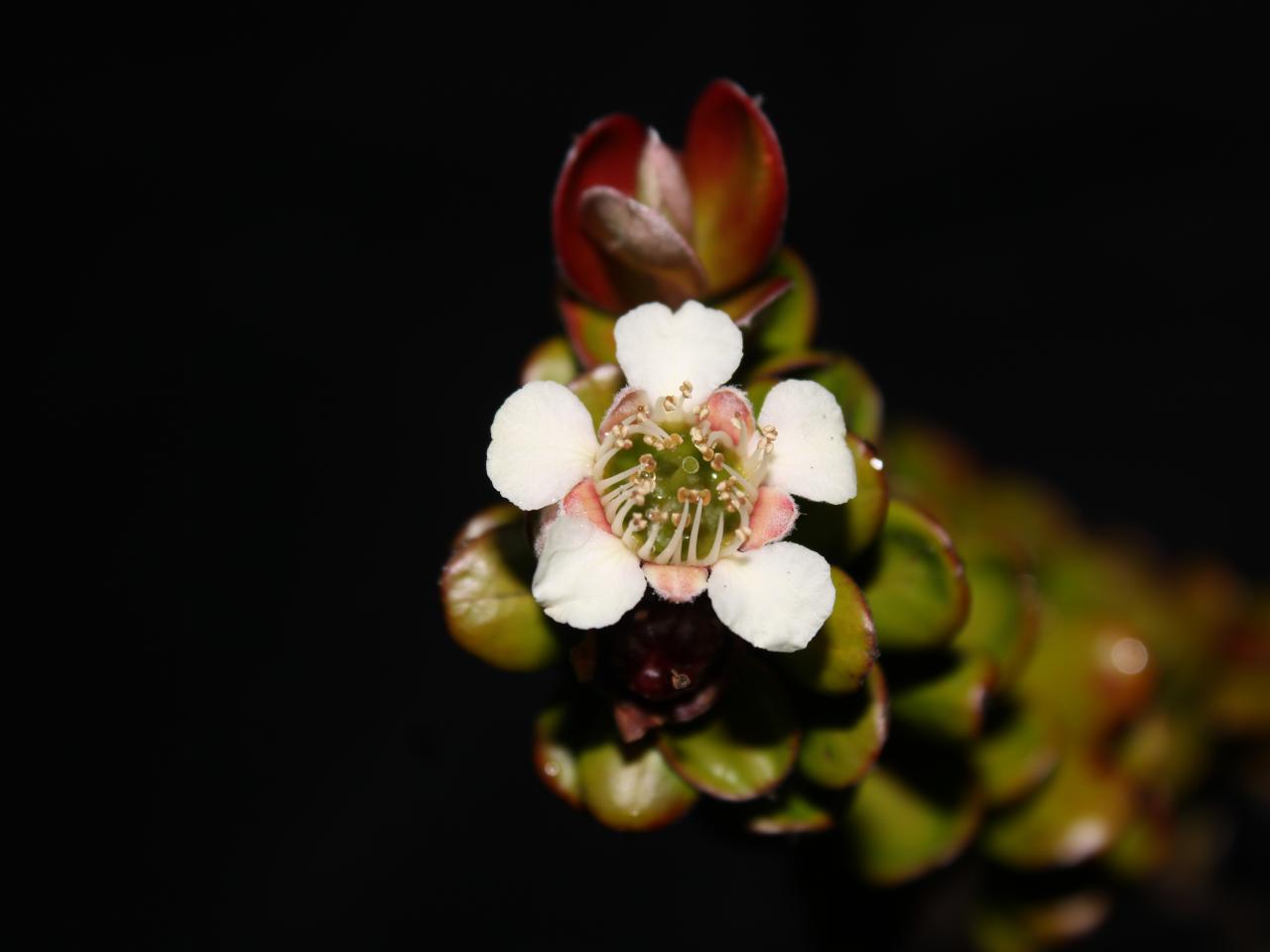The Fascinating Plants of Mount Latimojong | Discovery